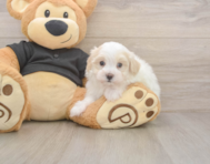 8 week old Maltipoo Puppy For Sale - Florida Fur Babies
