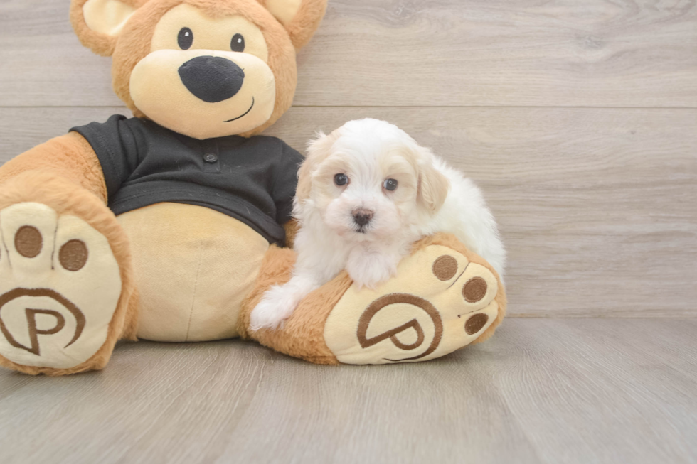 Meet Alfredo - our Maltipoo Puppy Photo  1/3 - Florida Fur Babies Energetic Malt Oodle Poodle Mix Puppy