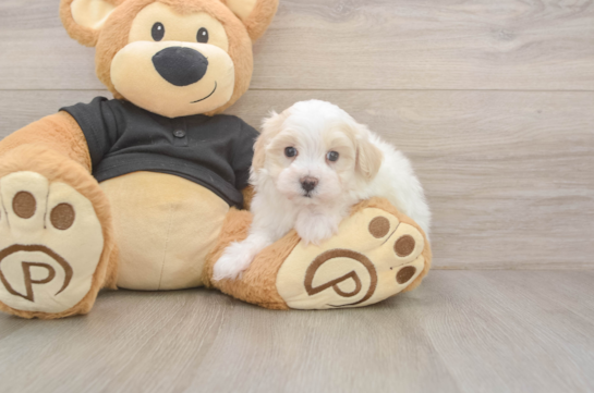 5 week old Maltipoo Puppy For Sale - Florida Fur Babies Energetic Malt Oodle Poodle Mix Puppy