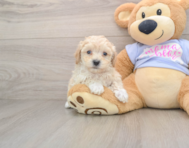 9 week old Maltipoo Puppy For Sale - Florida Fur Babies