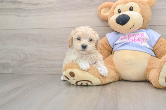 Energetic Maltidoodle Poodle Mix Puppy