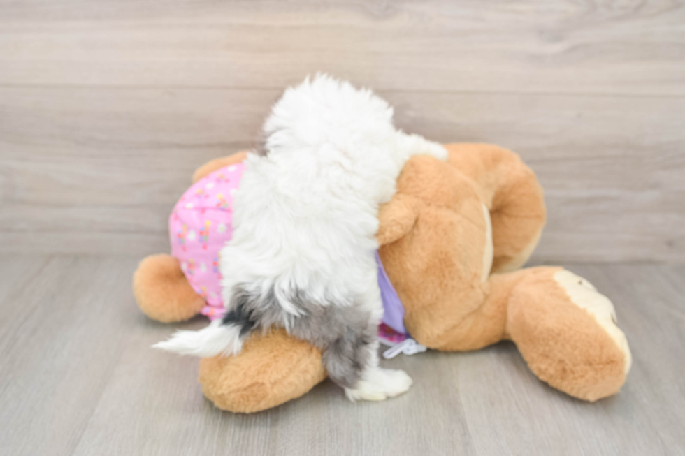 Maltipoo Puppy for Adoption