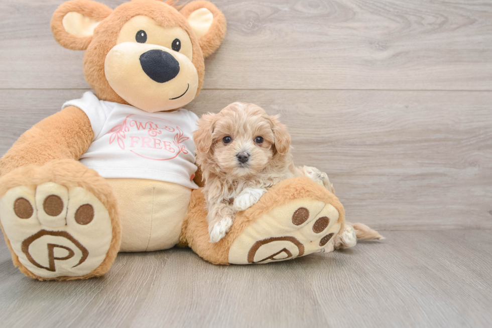 Maltipoo Pup Being Cute