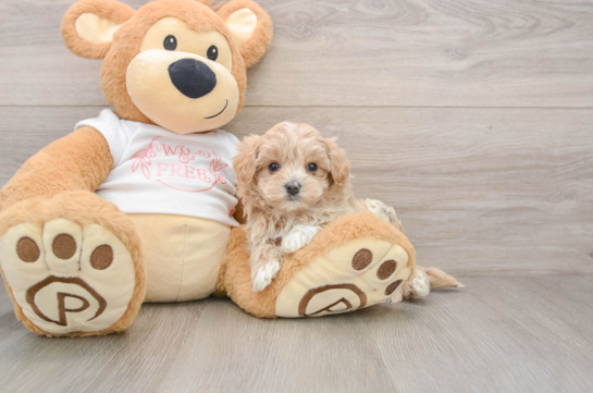Maltipoo Pup Being Cute