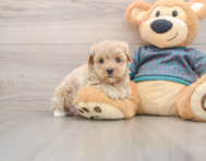 8 week old Maltipoo Puppy For Sale - Florida Fur Babies