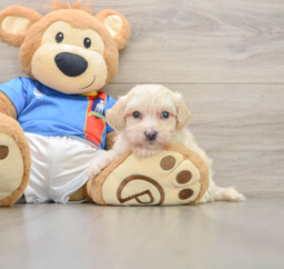 7 week old Maltipoo Puppy For Sale - Florida Fur Babies