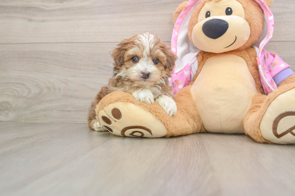 Best Maltipoo Baby