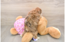 Funny Maltipoo Poodle Mix Pup