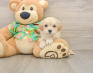 8 week old Maltipoo Puppy For Sale - Florida Fur Babies