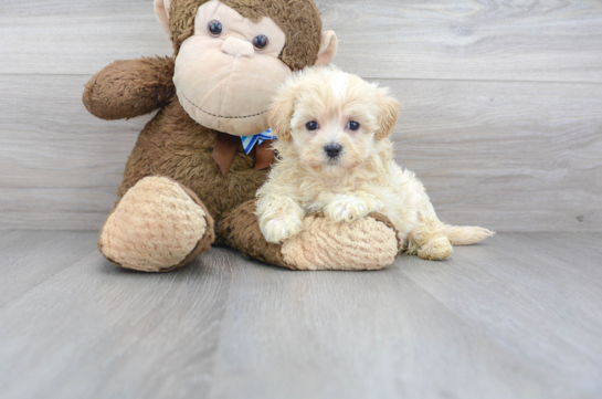 Cute Maltipoo Baby