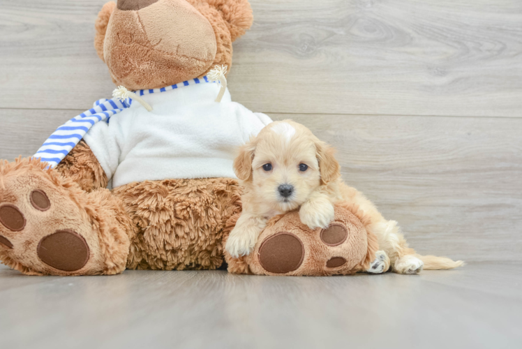 Maltipoo Pup Being Cute