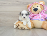 8 week old Maltipoo Puppy For Sale - Florida Fur Babies