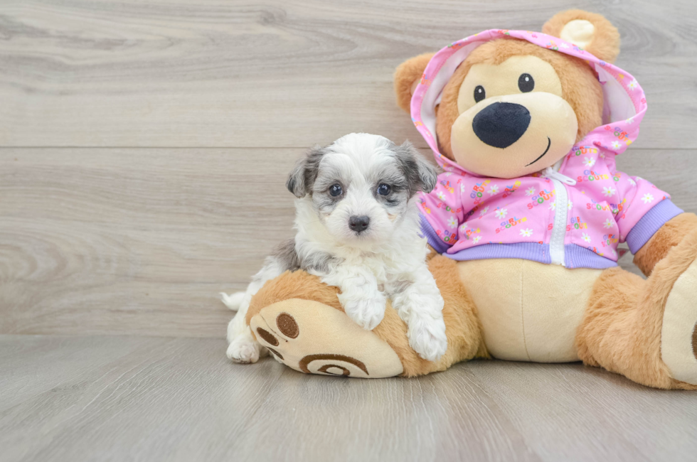 6 week old Maltipoo Puppy For Sale - Florida Fur Babies