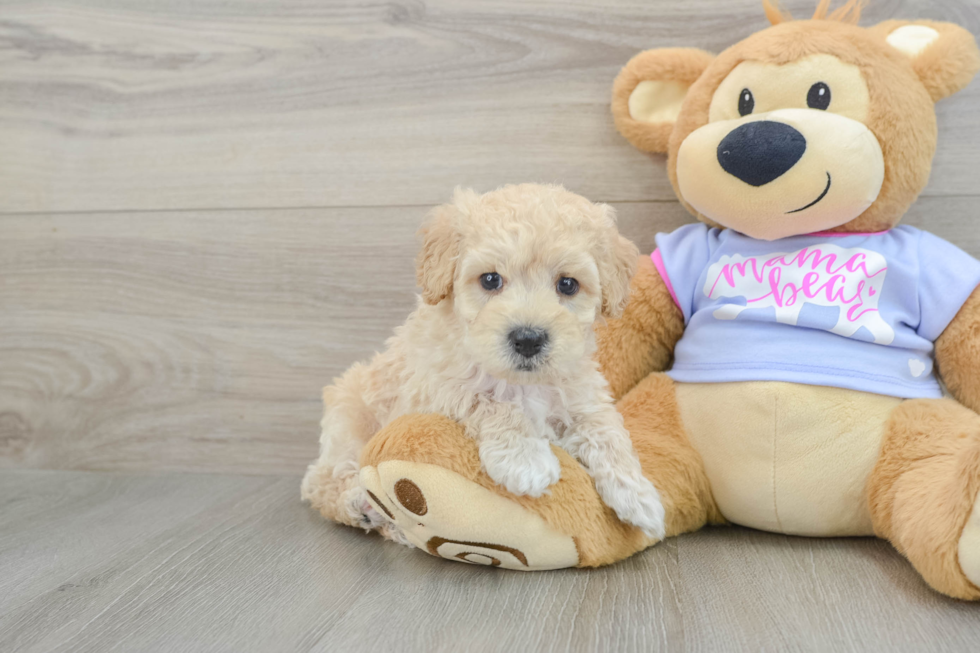 Friendly Maltipoo Baby