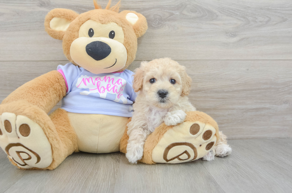 6 week old Maltipoo Puppy For Sale - Florida Fur Babies