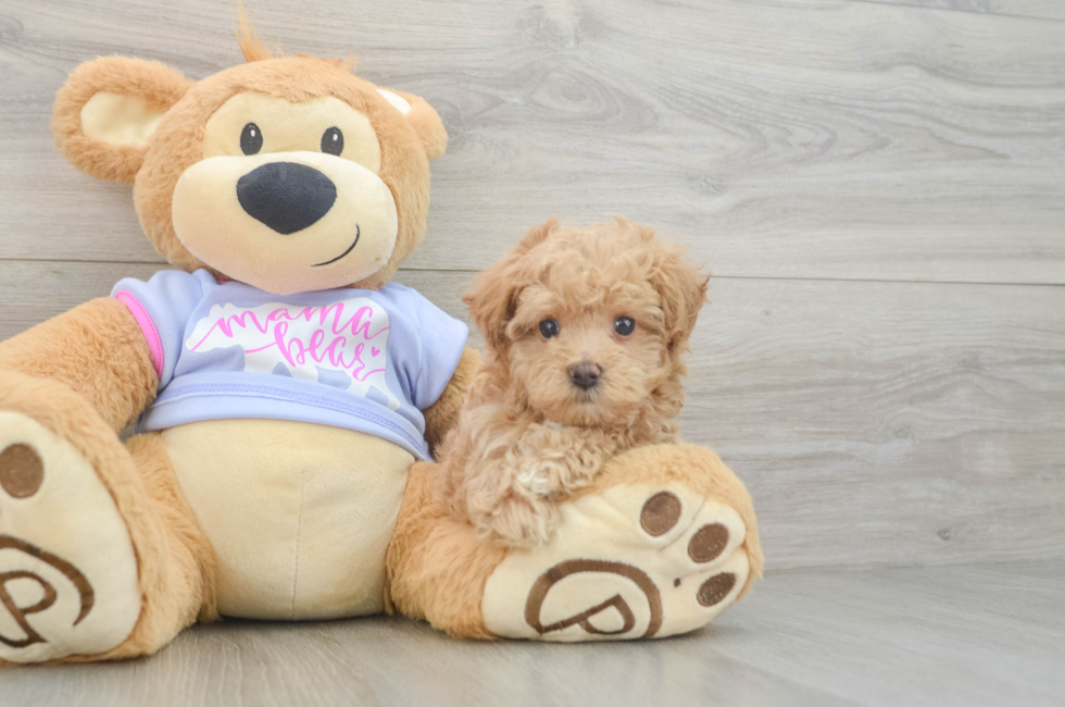 5 week old Maltipoo Puppy For Sale - Florida Fur Babies