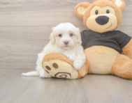 8 week old Maltipoo Puppy For Sale - Florida Fur Babies