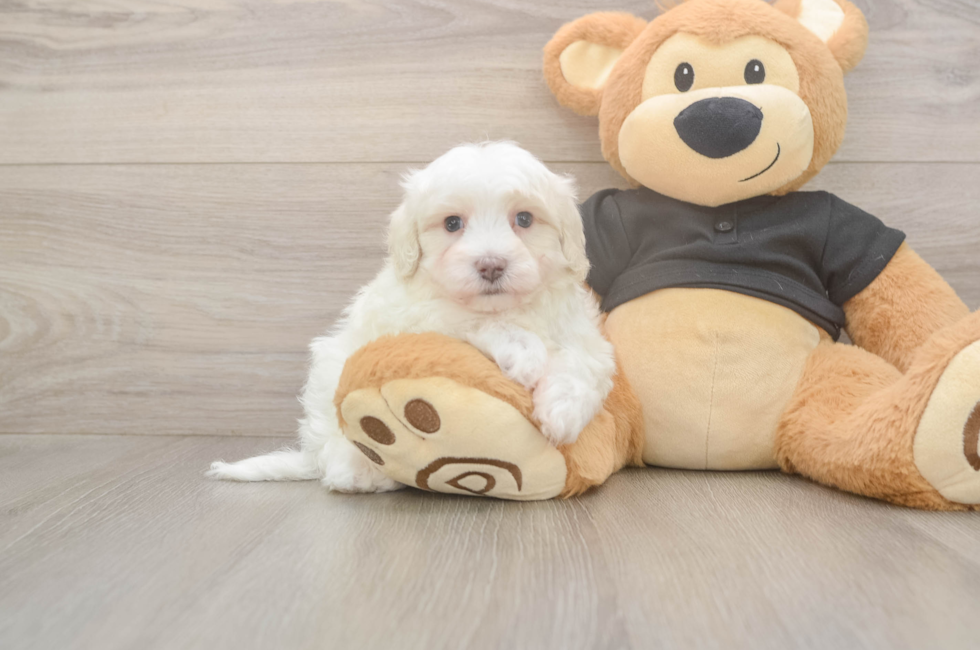 5 week old Maltipoo Puppy For Sale - Florida Fur Babies
