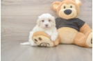 Meet Alpine - our Maltipoo Puppy Photo  1/3 - Florida Fur Babies Energetic Maltidoodle Poodle Mix Puppy
