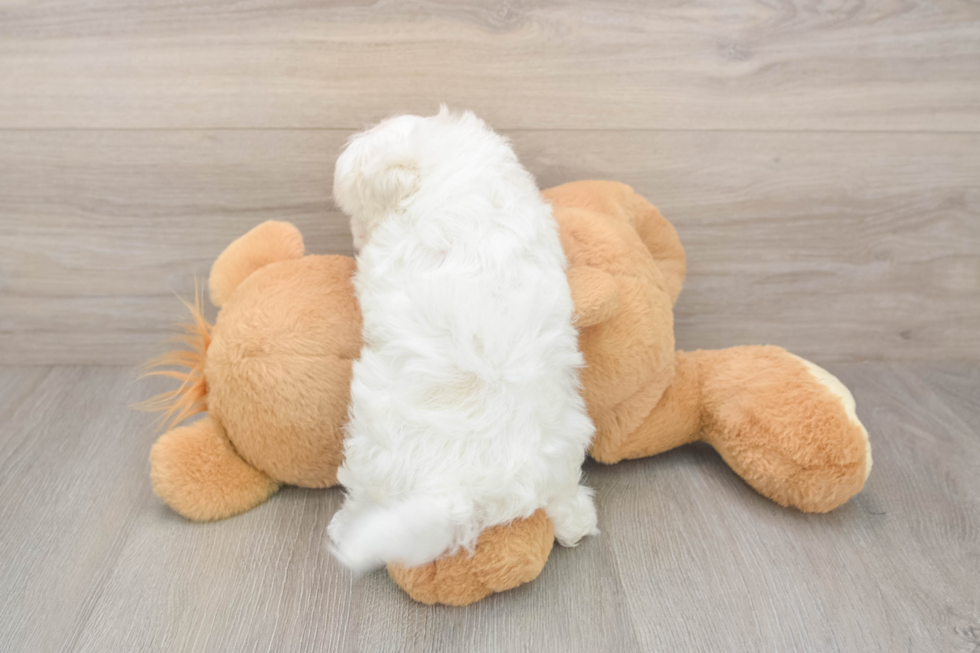 Meet Alpine - our Maltipoo Puppy Photo  3/3 - Florida Fur Babies Happy Maltipoo Baby