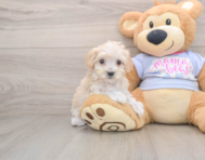 8 week old Maltipoo Puppy For Sale - Florida Fur Babies