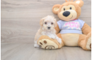Maltipoo Pup Being Cute
