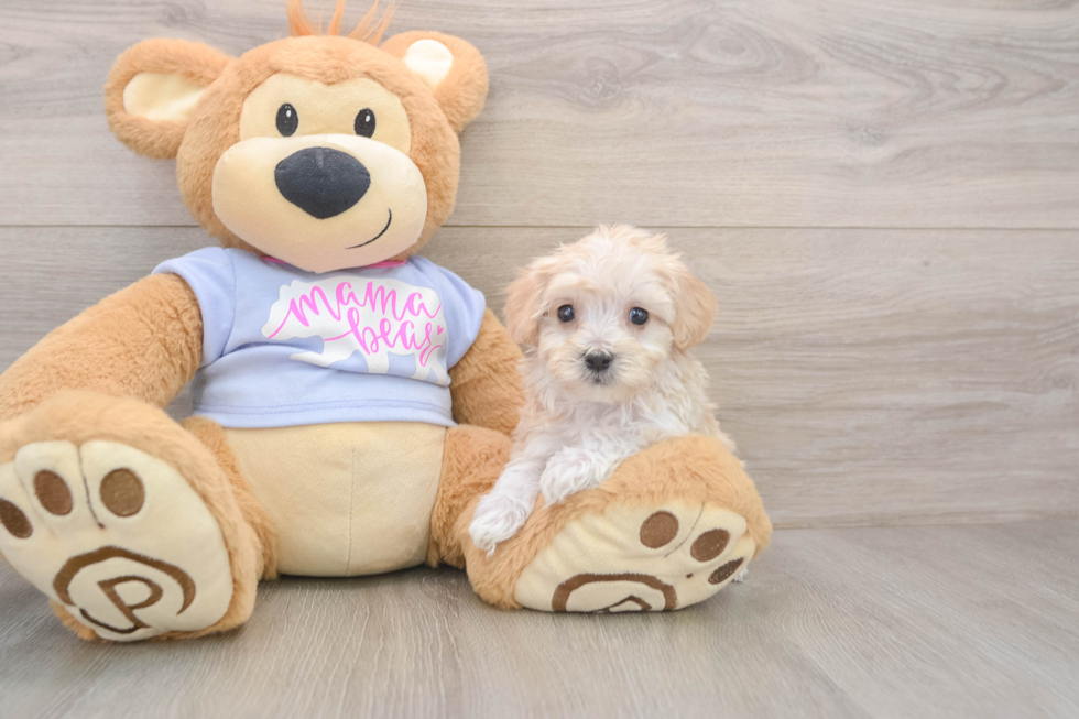 Funny Maltipoo Poodle Mix Pup