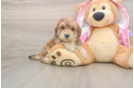 Maltipoo Puppy for Adoption