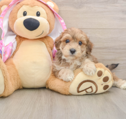 7 week old Maltipoo Puppy For Sale - Florida Fur Babies