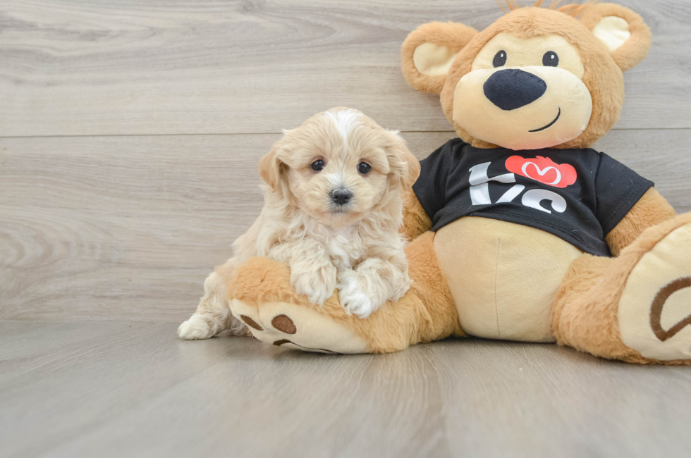 5 week old Maltipoo Puppy For Sale - Florida Fur Babies