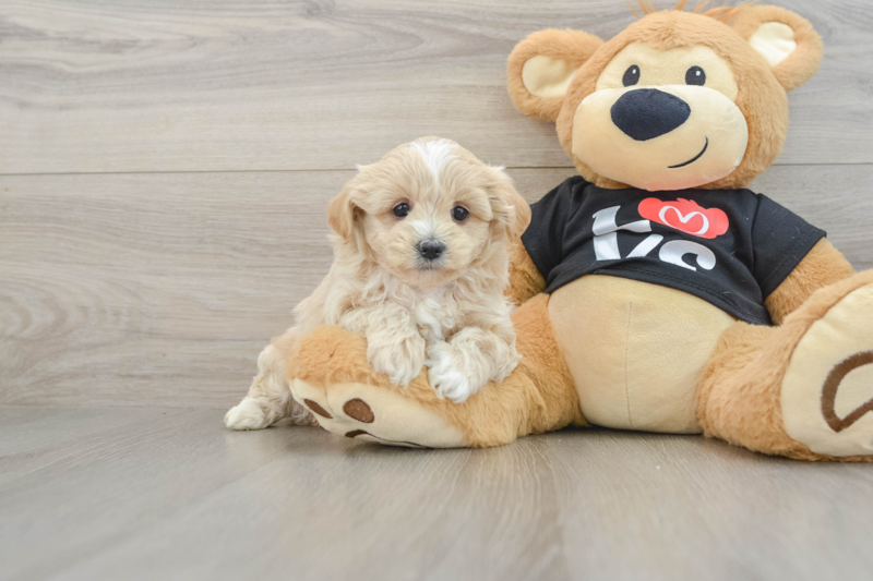 Meet Angel Eyes - our Maltipoo Puppy Photo 1/3 - Florida Fur Babies