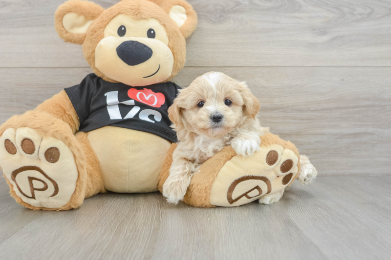 Meet Angel Eyes - our Maltipoo Puppy Photo 3/3 - Florida Fur Babies