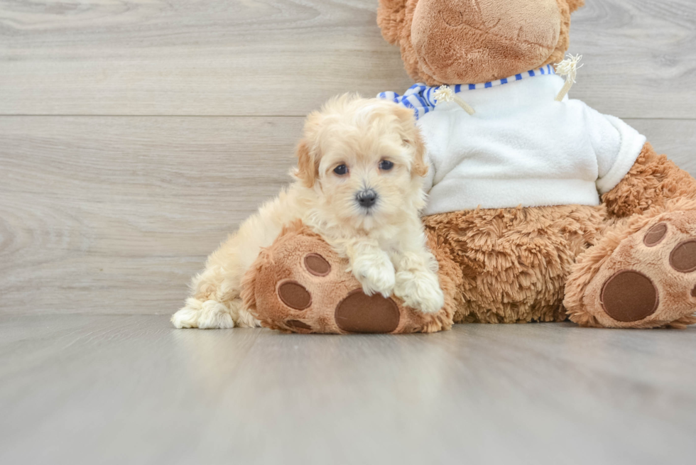 Fluffy Maltipoo Poodle Mix Pup