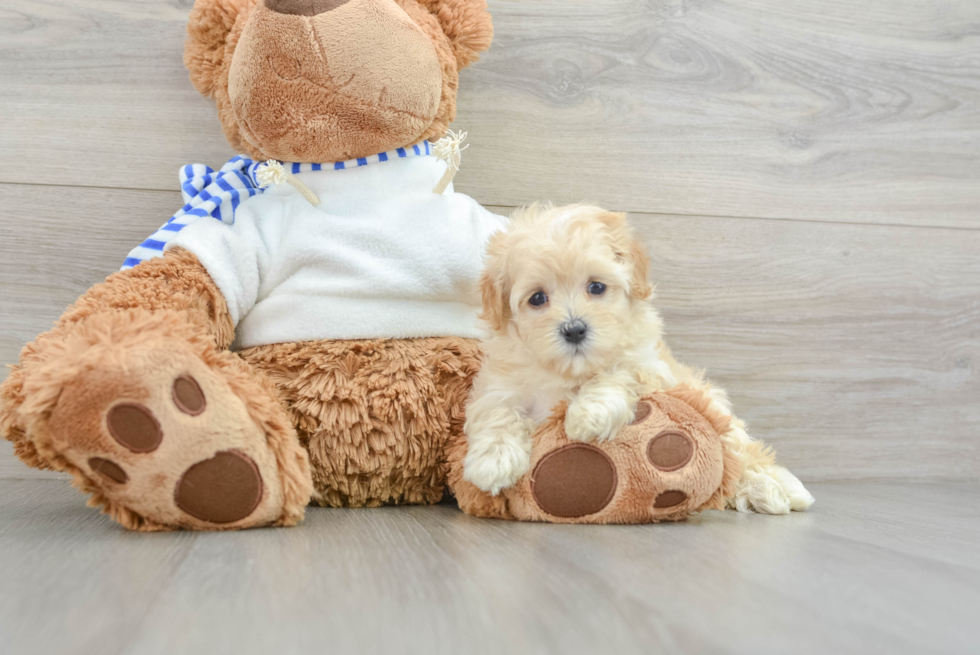 Adorable Malt a Poo Poodle Mix Puppy