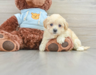 8 week old Maltipoo Puppy For Sale - Florida Fur Babies