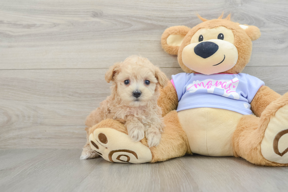 Maltipoo Pup Being Cute