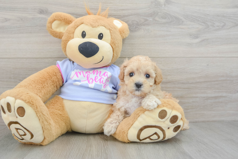 Smart Maltipoo Poodle Mix Pup