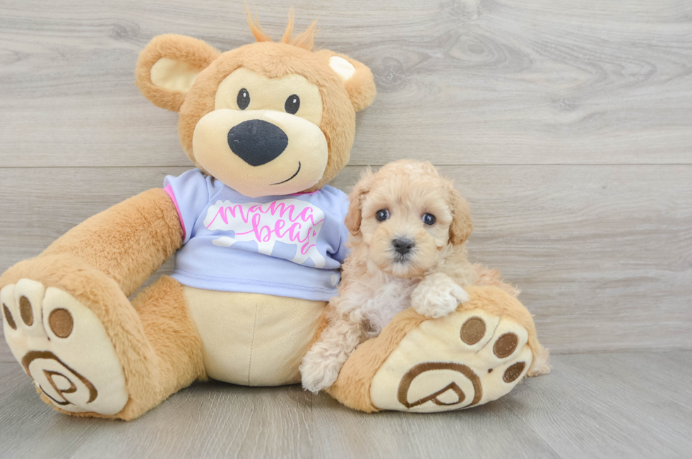 6 week old Maltipoo Puppy For Sale - Florida Fur Babies