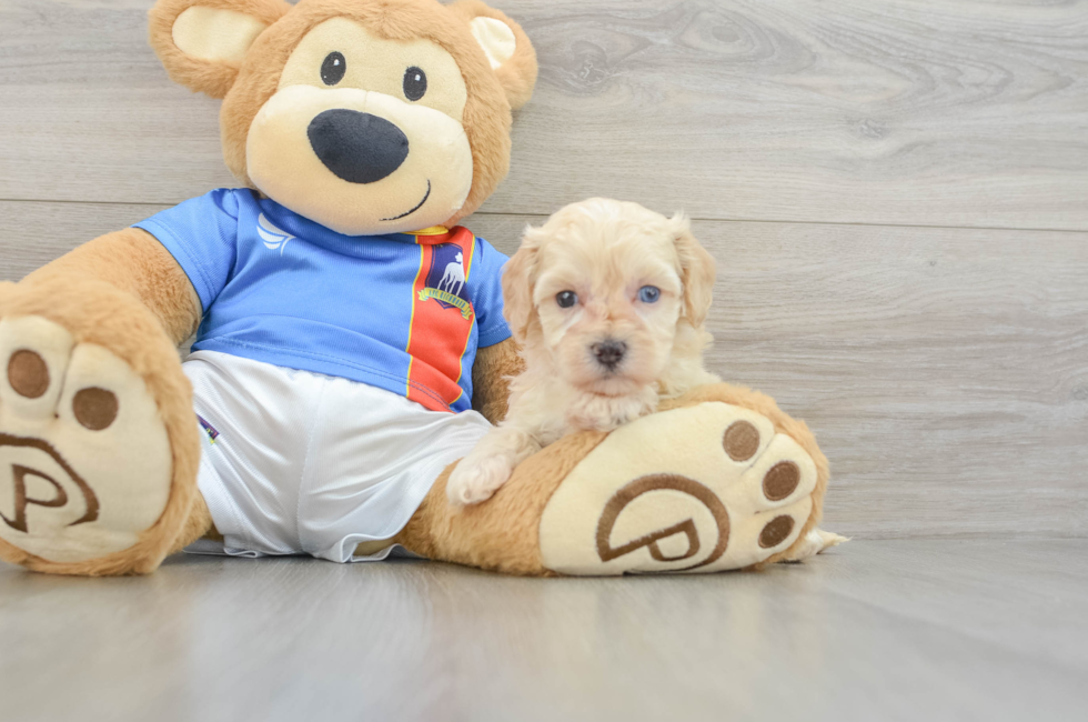 5 week old Maltipoo Puppy For Sale - Florida Fur Babies
