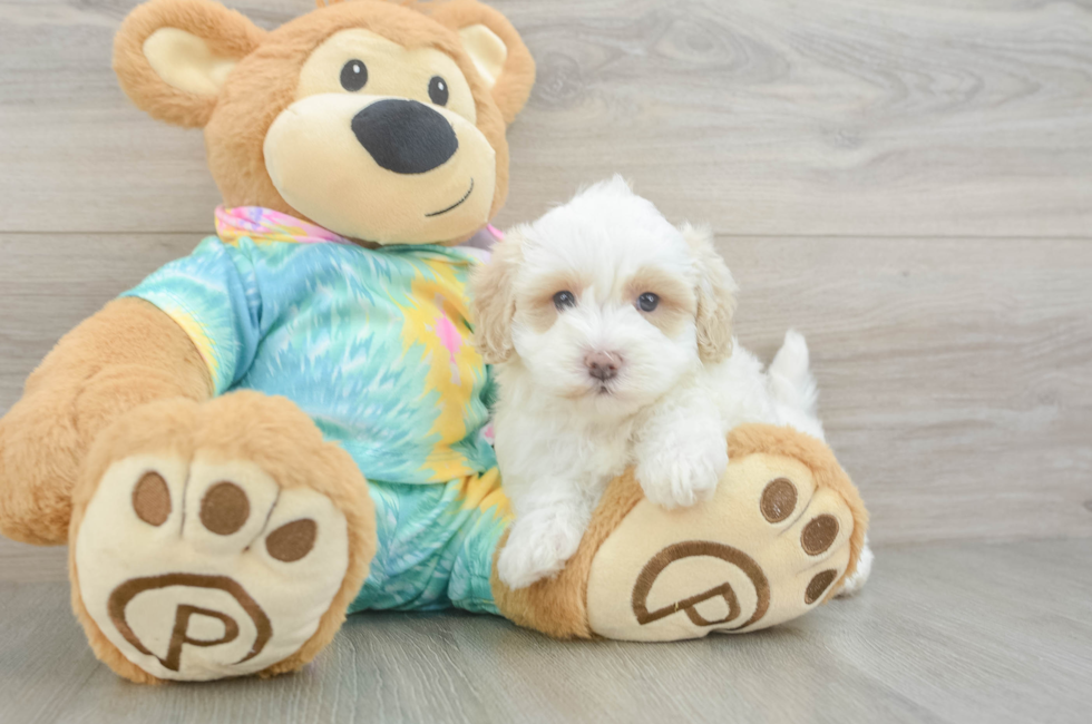 5 week old Maltipoo Puppy For Sale - Florida Fur Babies