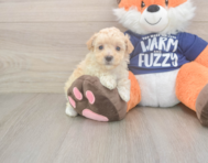 8 week old Maltipoo Puppy For Sale - Florida Fur Babies