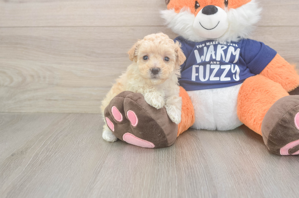 7 week old Maltipoo Puppy For Sale - Florida Fur Babies