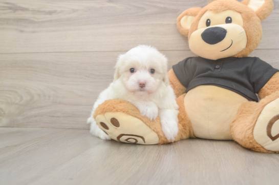 5 week old Maltipoo Puppy For Sale - Florida Fur Babies Fluffy Maltipoo Poodle Mix Pup
