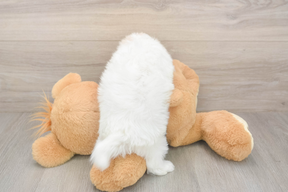 Meet Angelina - our Maltipoo Puppy Photo  3/3 - Florida Fur Babies Friendly Maltipoo Baby