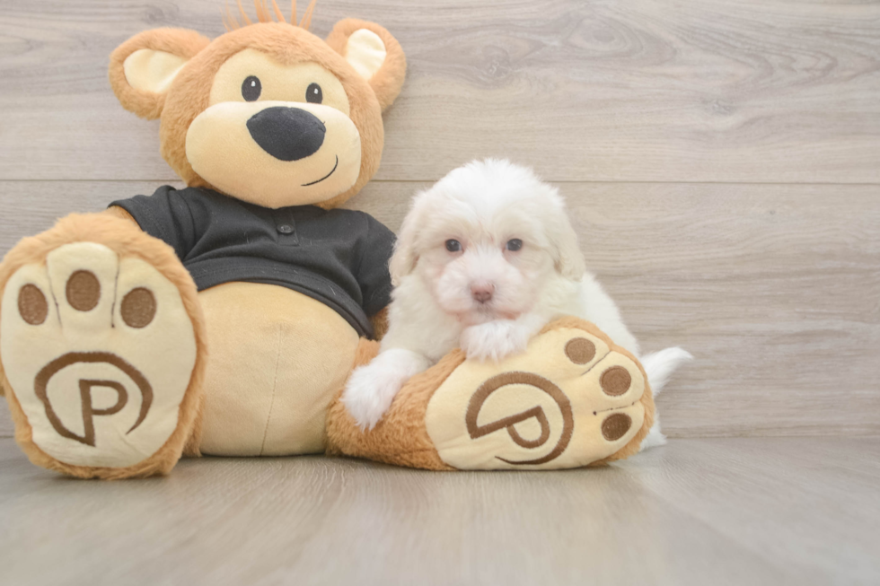 Meet Angelina - our Maltipoo Puppy Photo  2/3 - Florida Fur Babies Best Maltipoo Baby