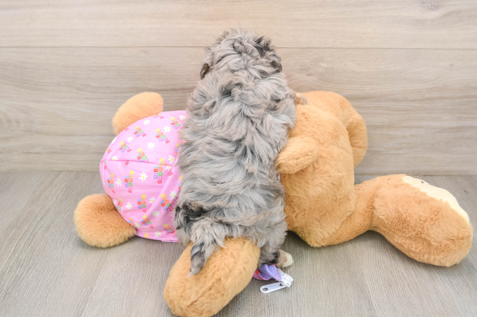 Friendly Maltipoo Baby