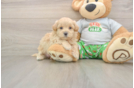 Happy Maltipoo Baby