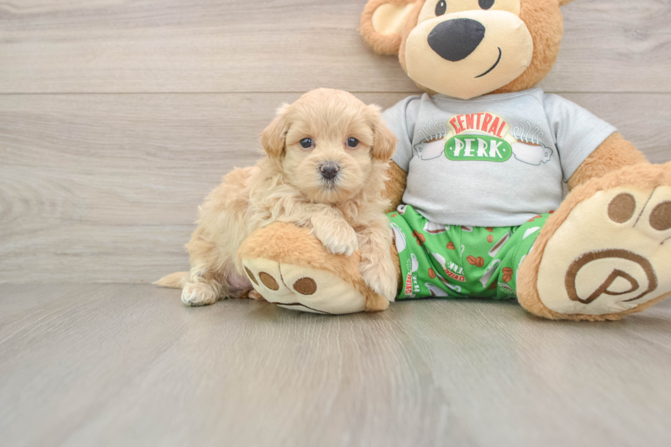 Happy Maltipoo Baby