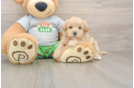 Playful Maltepoo Poodle Mix Puppy