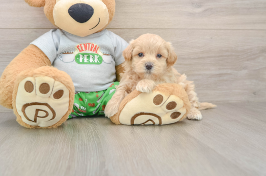 Playful Maltepoo Poodle Mix Puppy
